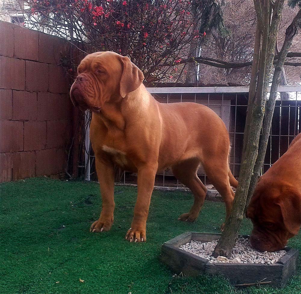 Ehidna Bordomax farm, Dogue de Bordeaux kennels Bordomax farm