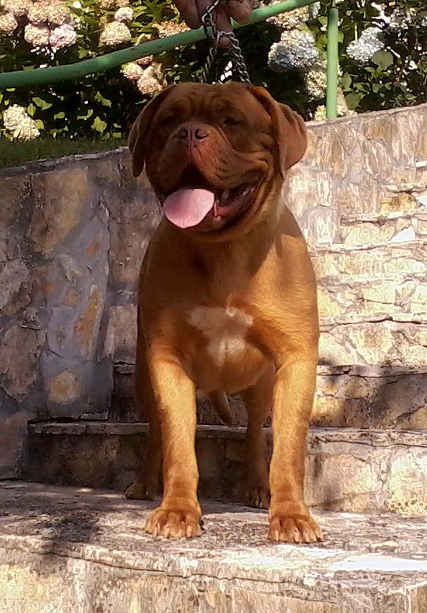 Ehidna Bordomax farm, Dogue de Bordeaux kennels Bordomax farm