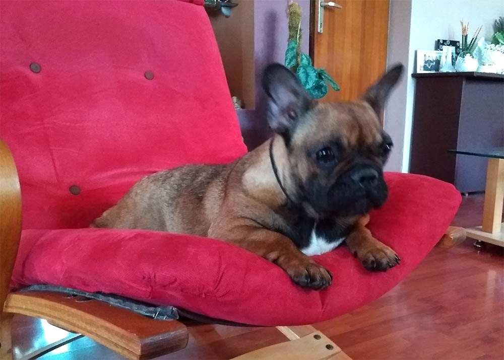 Caribbean pirate girl Bordomax farm, French bulldog kennel Bordomax farm