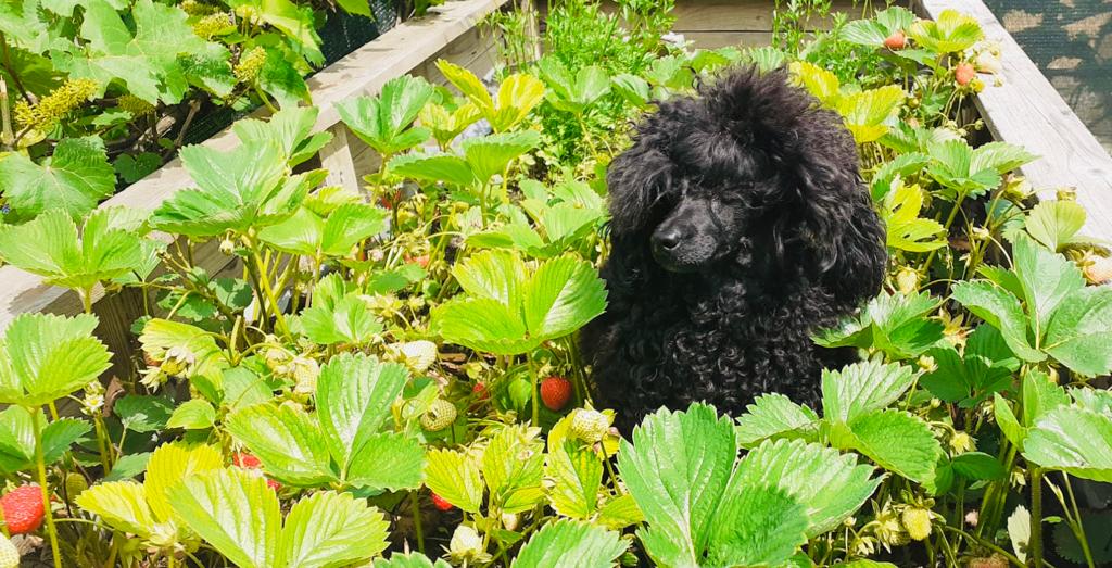 poodle Coco and strawberries, Bordomax farm